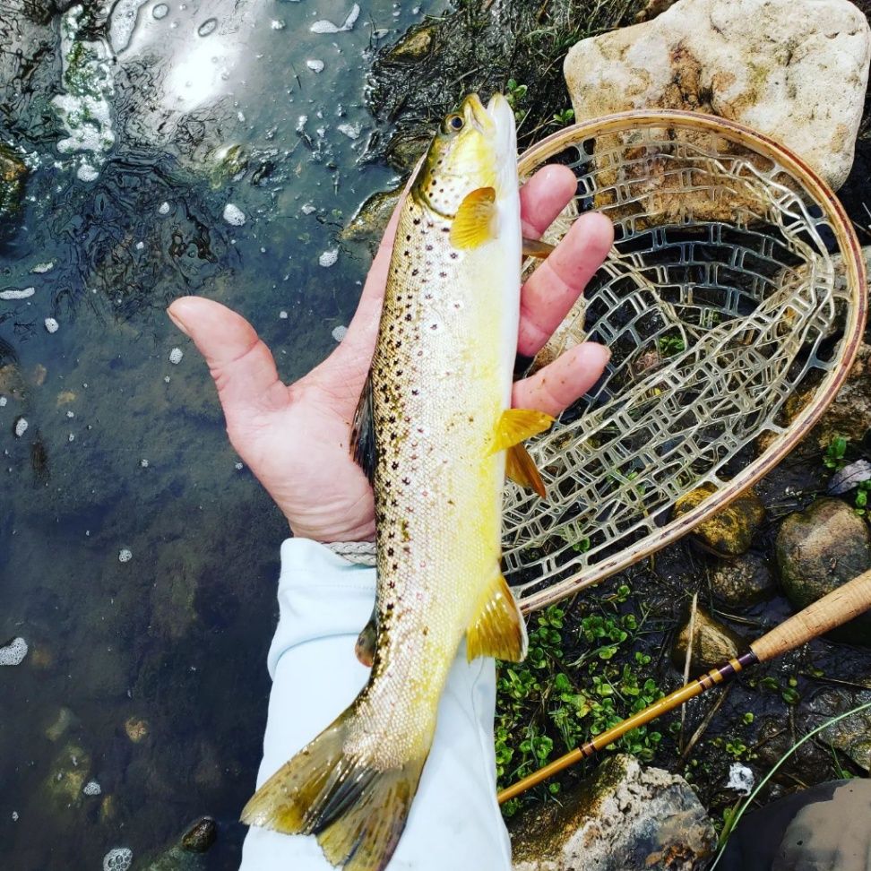 Brown Trout in St. Croix River, MN